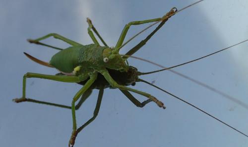 Réf. 210 255 : Uromenus rugosicollis